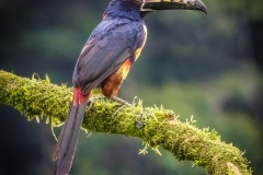 Collared Aracari Costa Rica
