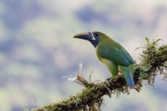 Green Toucan Costa Rica
