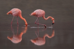 Foraging American Flamingos
