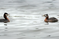 Grebe Territorial Dispute