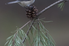 Black-Capped Chickadee
