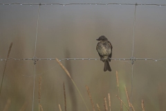 Black Phoebe Carden at Dawn