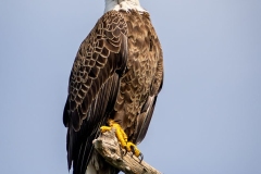 Bald Eagle 11