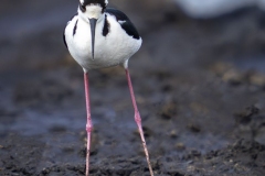 Black Necked Stilt 3