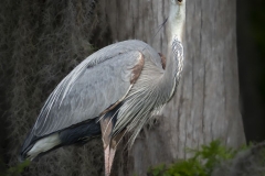 Grat Blue Herom