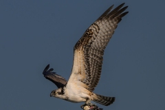 Osprey with Catfish