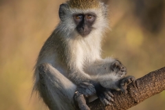 Black-Faced Vervet