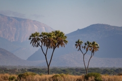 Doum Palms at Samburu