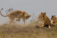 Lion vs Warthog