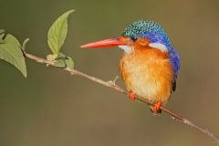 Malachite Kingfisher