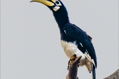 Oriental Pied Hornbill
