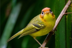 Yellow Breasted Warbler