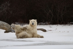 Churchill Polar Bear Posing