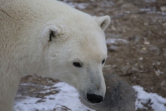 Sensing the Ice Churchill