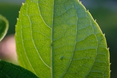 Green Leaf 1