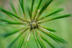 Scotch Pine Needles
