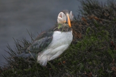 Puffin with Nesting Material