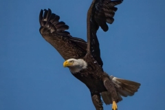 Bald Eagle in Flight