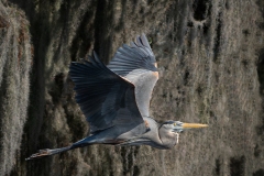 Blue Heron in Flight