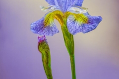 Blue Velvet Siberian Iris