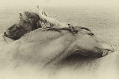 Ojibway Horses Rare Canadian Breed