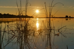 Sun in the Reeds