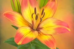 Blaze of Glory