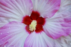 Rose Mallow