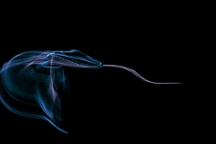 ICM Slithering Snake