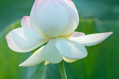 Lotus in Morning Sun