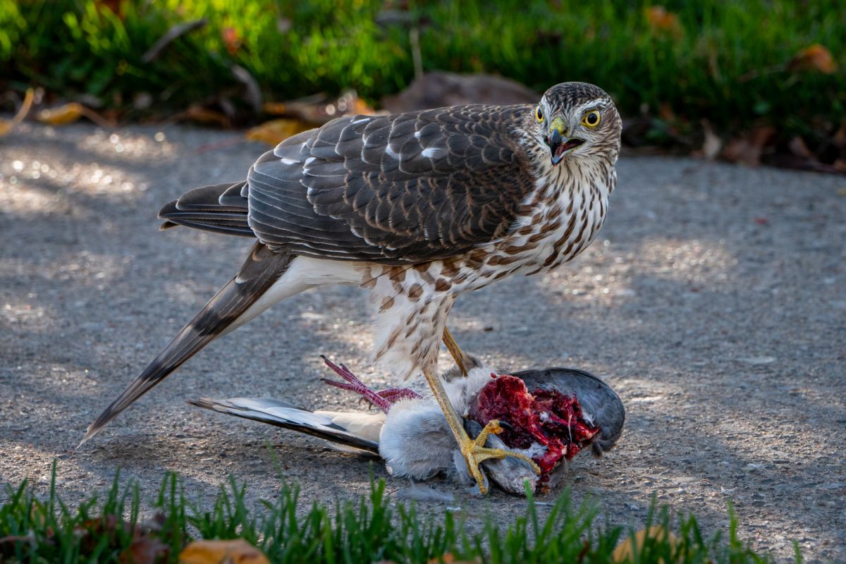 Sidewalk Battle - Cooper's Hawk vs. Pigeon