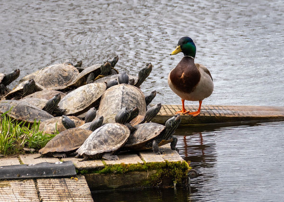 Listen Up Mallard Duck and Variety of Turtles