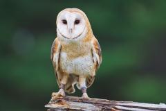 Barn Owl