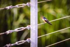 Bird on the Wire