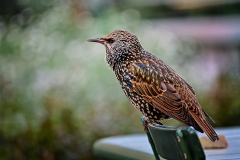Starling