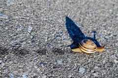 Why Did the Snail Cross the Path