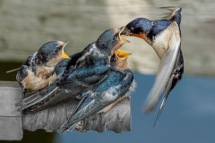 Swallows on a Bridge Truss