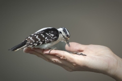 Hand Feeding