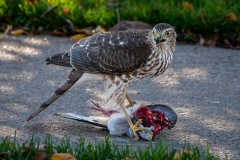 Sidewalk Battle - Cooper's Hawk vs. Pigeon