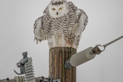 Snowy Owl Landing