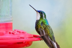 White-Throated Mountain Gem
