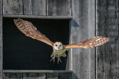 Barn Owl