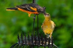 Oriole Fledgling Feeding