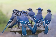 A Band of Blue Jays