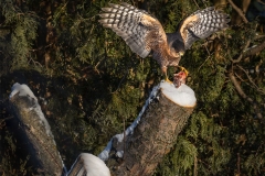 Gruesome Dining in My Yard
