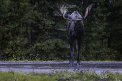 Moose Crossing
