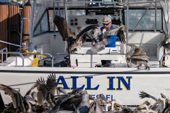 Pelican Feeding Frenzy