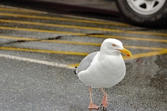 Strolling Through the Parking Lot One Day