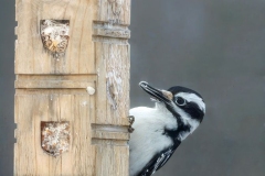 Woodpecker Feeding Time