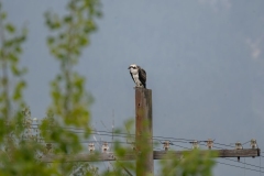Osprey on Telegraph Pole